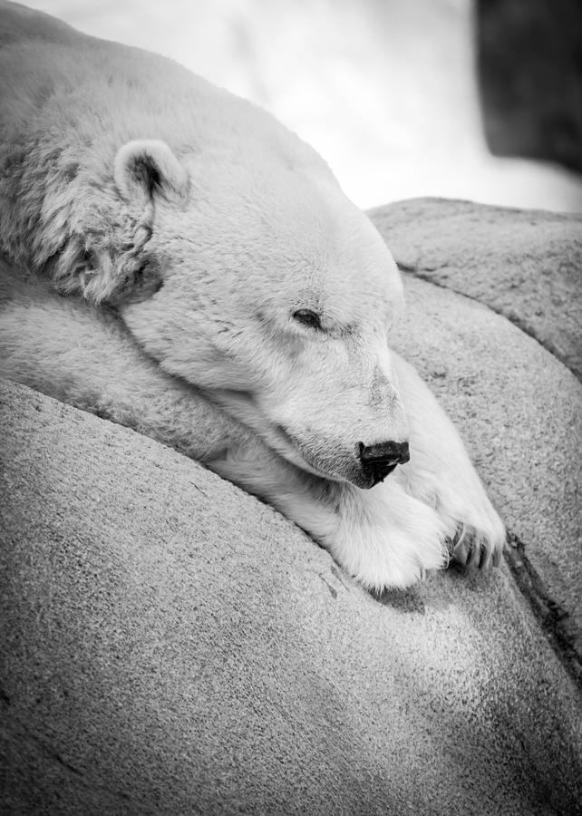 Polar Bear 1 Photograph by Arthur Soderholm - Fine Art America