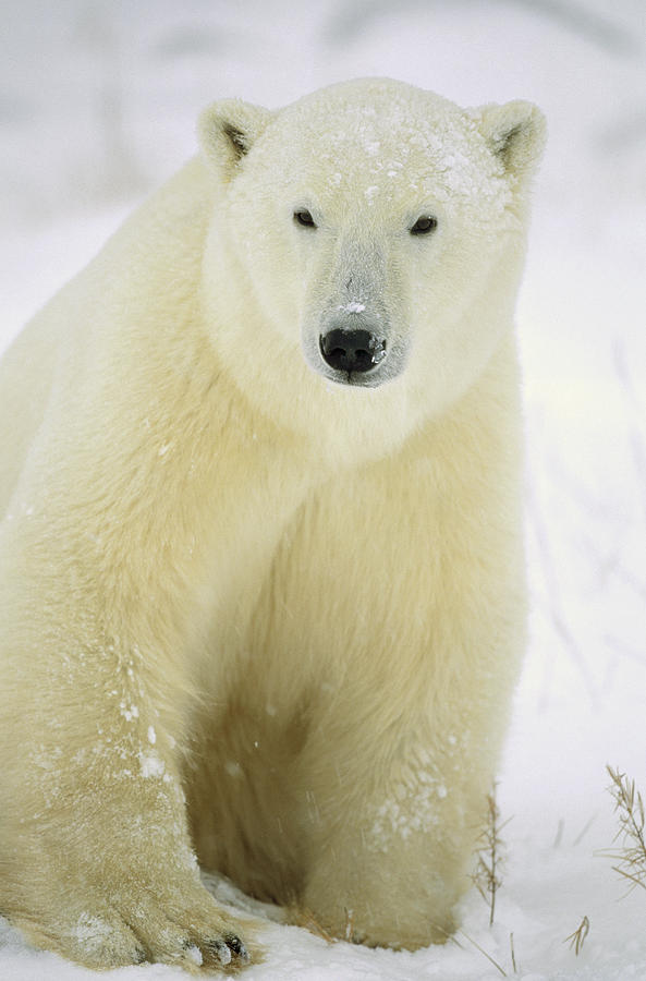 Polar Bear Adult Portrait Churchill Photograph by Konrad Wothe