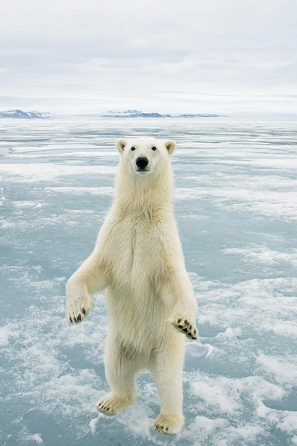 Nature Photograph - Polar Bear Adult Stands Upright On Hind by Steven Kazlowski