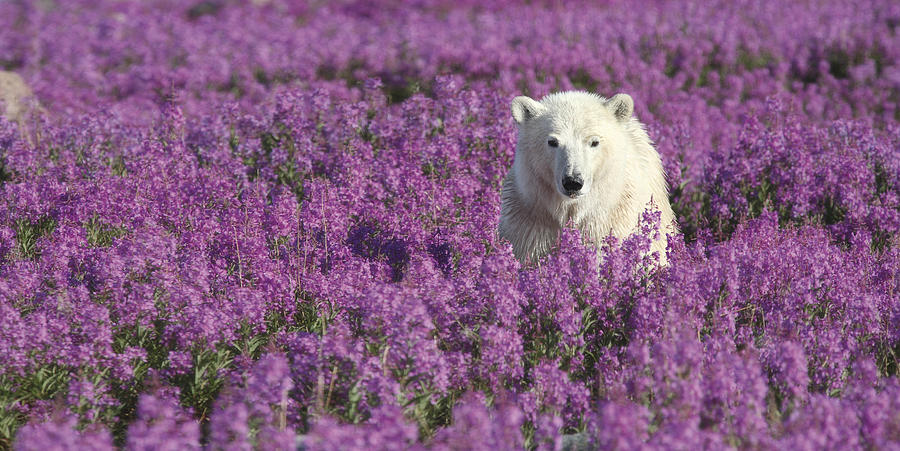 Polar Bear Amid Fireweed Hudson Bay Photograph by Matthias Breiter