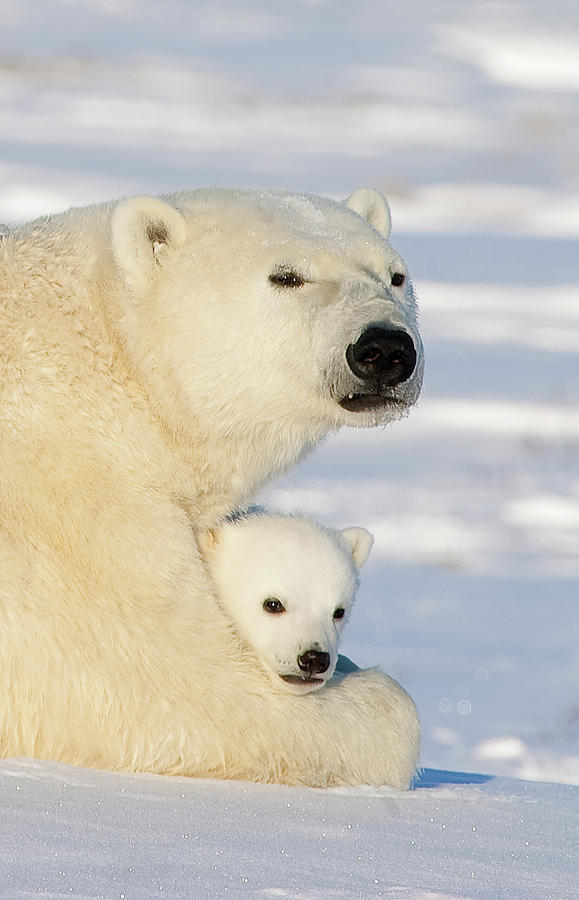 Polar Bear and 12 Week Old Cub Photograph by Matthias Breiter
