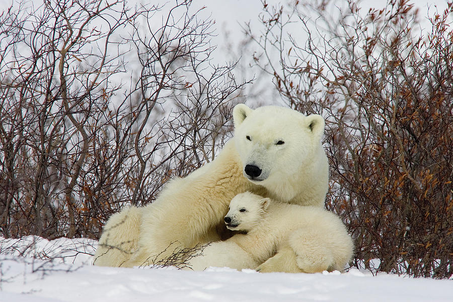 Polar Bear and Cub Photograph by Matthias Breiter