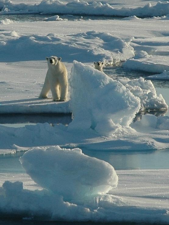 Polar Bear And Cub Digital Art by Kelley Elliott - Fine Art America