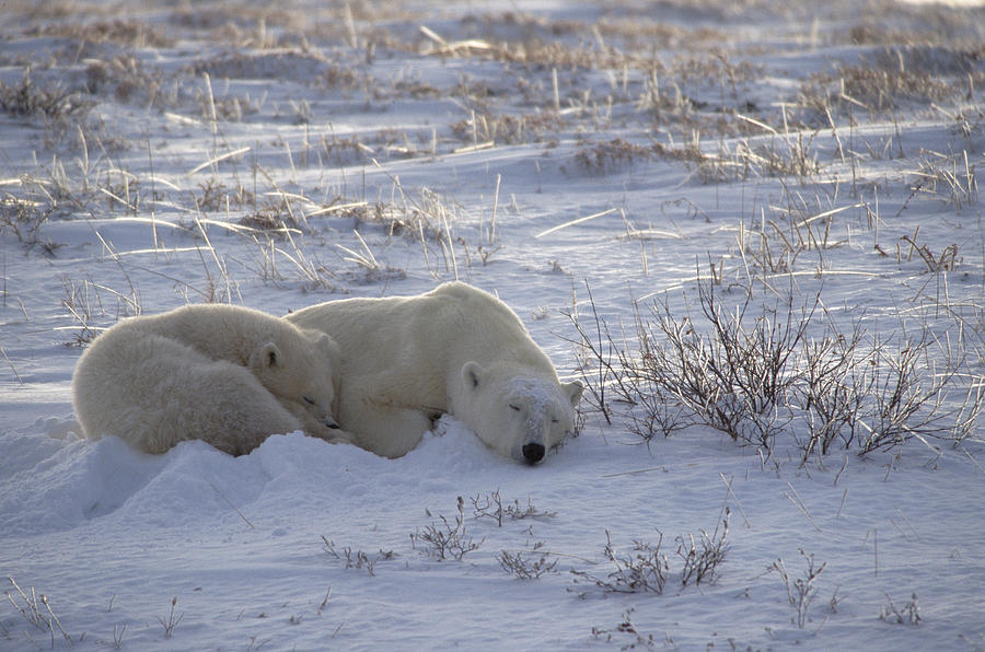 Polar Bear And Cub Near Hudson Bay Photograph by Flip Nicklin