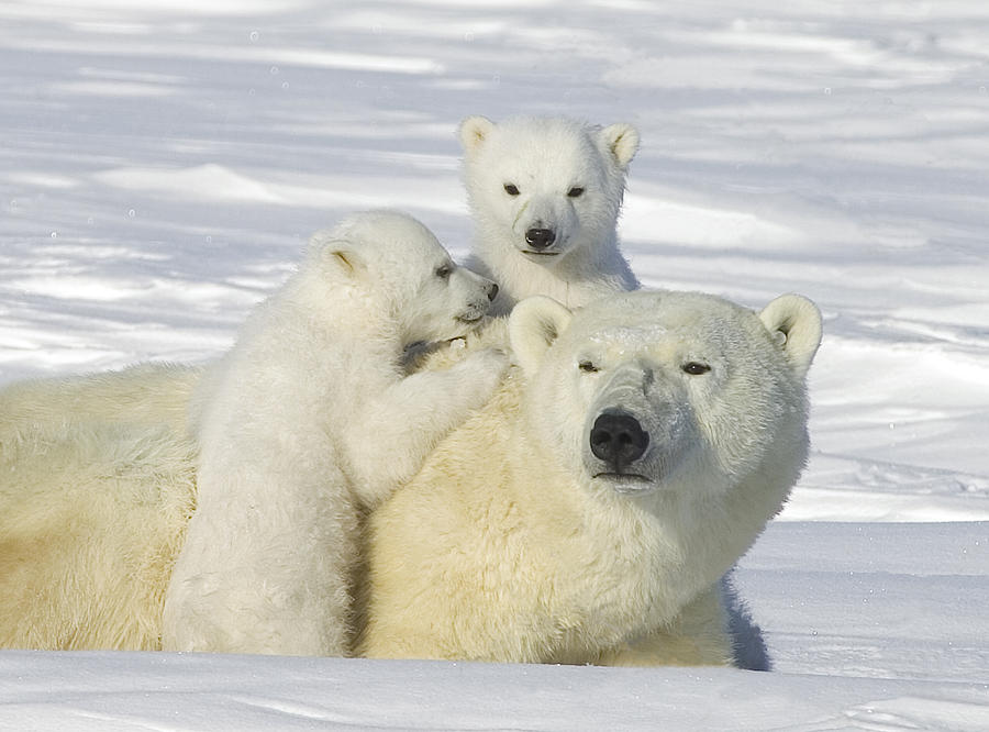 Polar Bear And Cubs Wapusk Manitoba Photograph by Matthias Breiter
