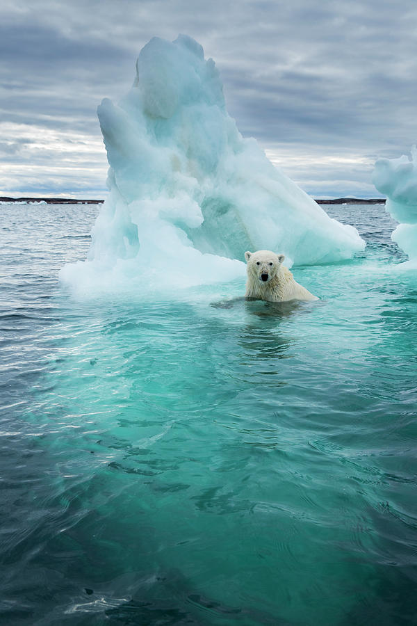 Polar Bear And Sea Ice Near Repulse Photograph by WorldFoto - Fine Art ...