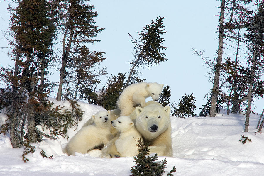 Polar Bear and Trio of Cubs Photograph by Matthias Breiter