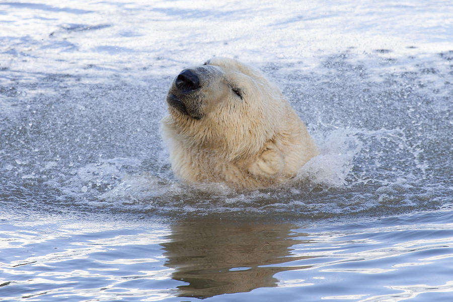 Polar Bear Photograph by Andrew Dernie