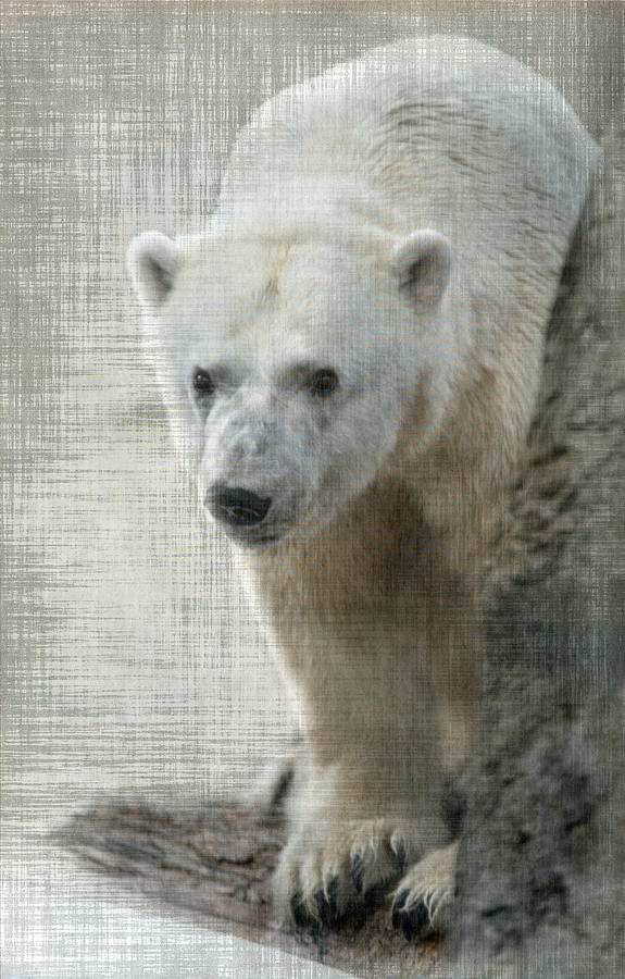 Polar Bear Photograph by Angie Vogel