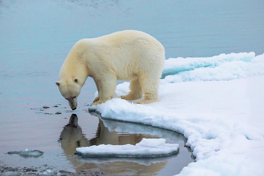 883 Polar Bear Ice Floe Stock Photos, High-Res Pictures, and Images - Getty  Images