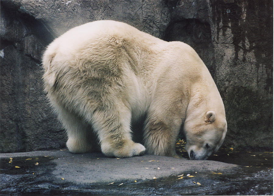 Polar Bear At Zoo Photograph by Myrna Walsh