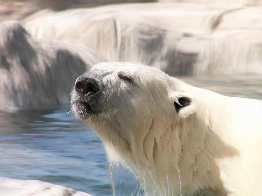 Polar Bear Basking Painting By Steven Charte - Pixels