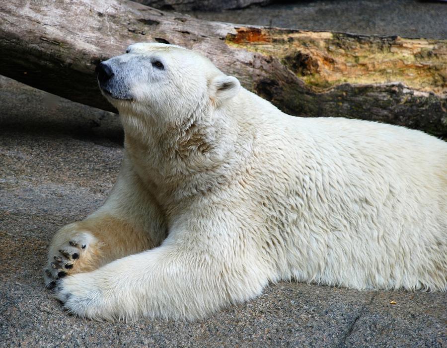 Polar Bear Beauty Photograph by Richard Bryce and Family
