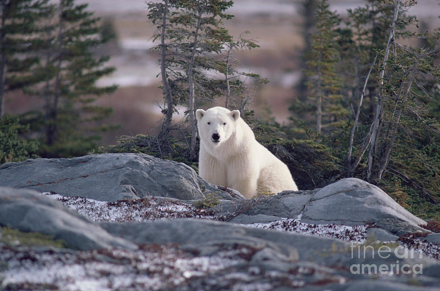 Polar Bear Photograph by Bryan and Cherry Alexander