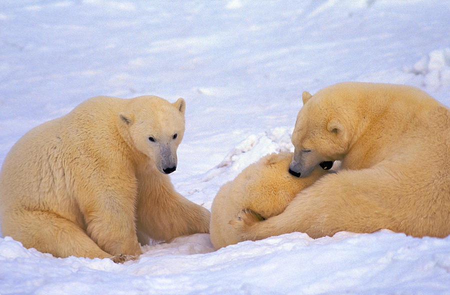 Polar Bear Chew Toy Photograph by Randy Green