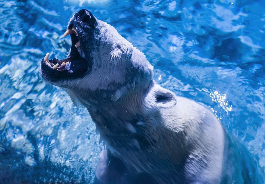 Polar Bear Photograph by Flees Photos