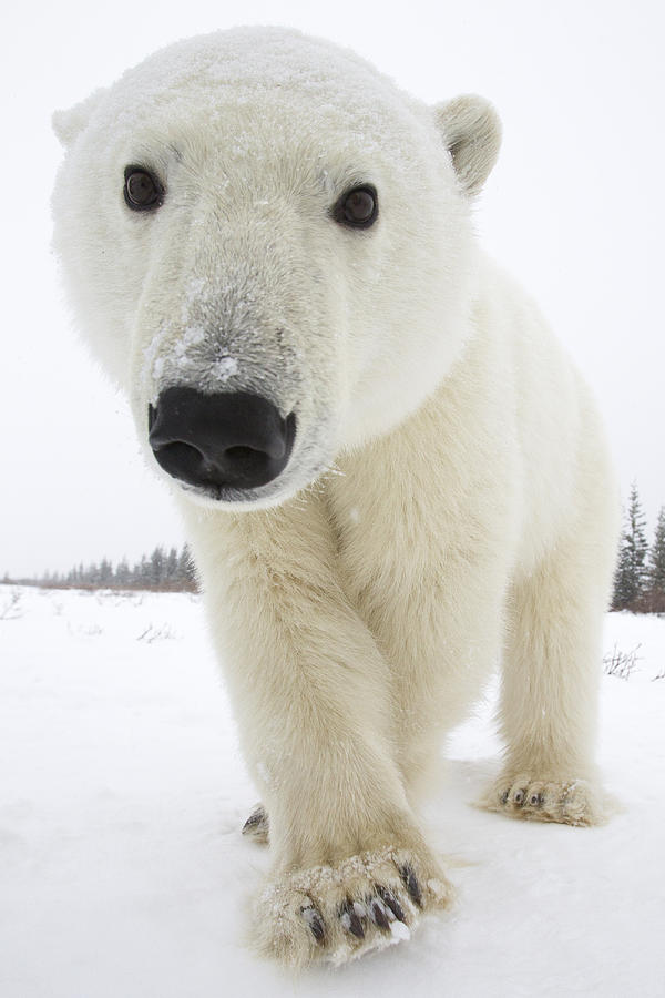 Polar Bear Churchill Manitoba Canada Photograph by Matthias Breiter