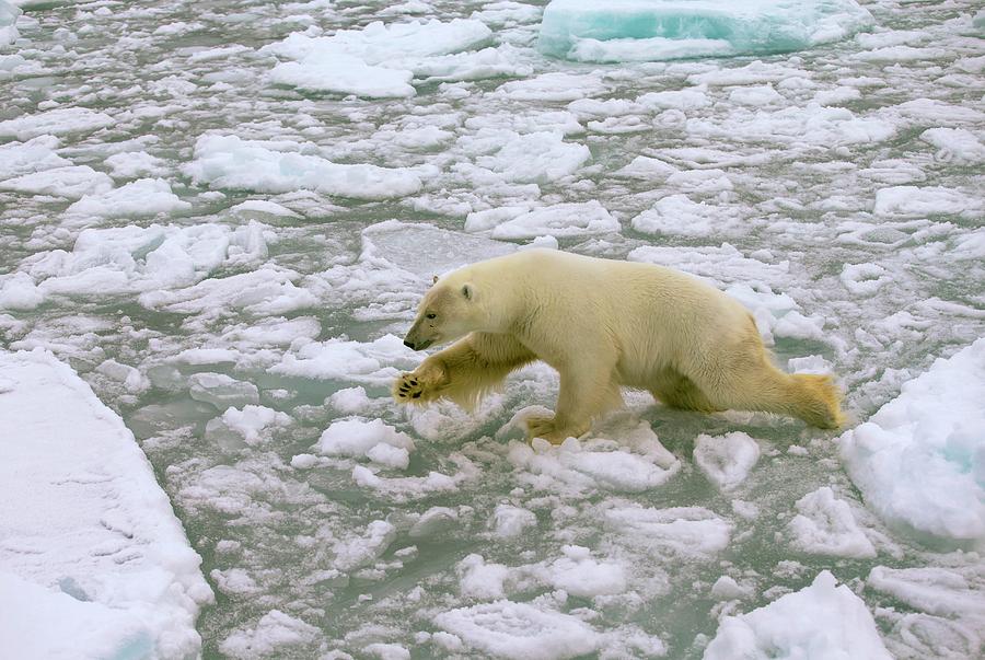 Nature Photograph - Polar Bear Crossing Ice Floes by Peter J. Raymond