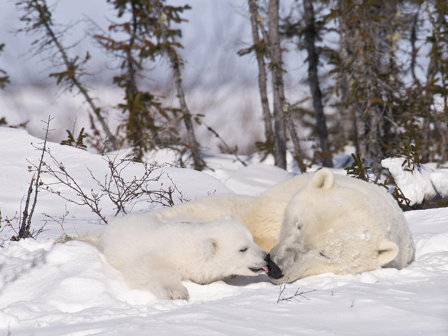 Nature Photograph - Polar bear cub kisses mother by Richard Berry