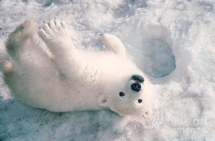 Polar Bear Cub Photograph by Mark Newman