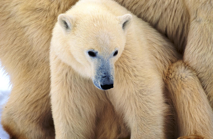 Polar Bear Cub Photograph by Randy Green