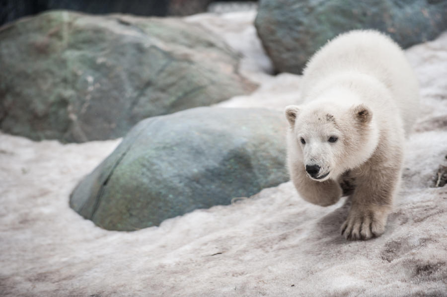 Wildlife Photograph - Polar Bear Cub by Roarshack Photography