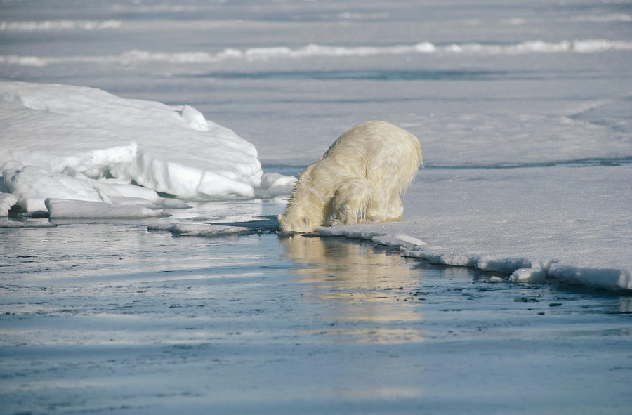 Polar Bear Cub Searching for Mother Photograph by Flip Nicklin