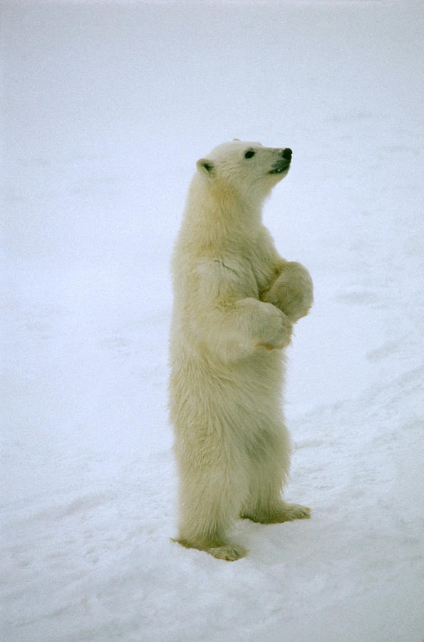 Polar Bear Cub Standing Photograph by Dan Guravich