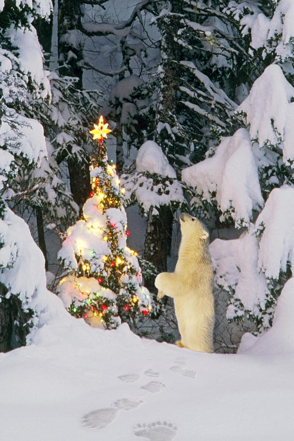Christmas Photograph - Polar Bear Cub Standing On Hind Legs by Composite Image