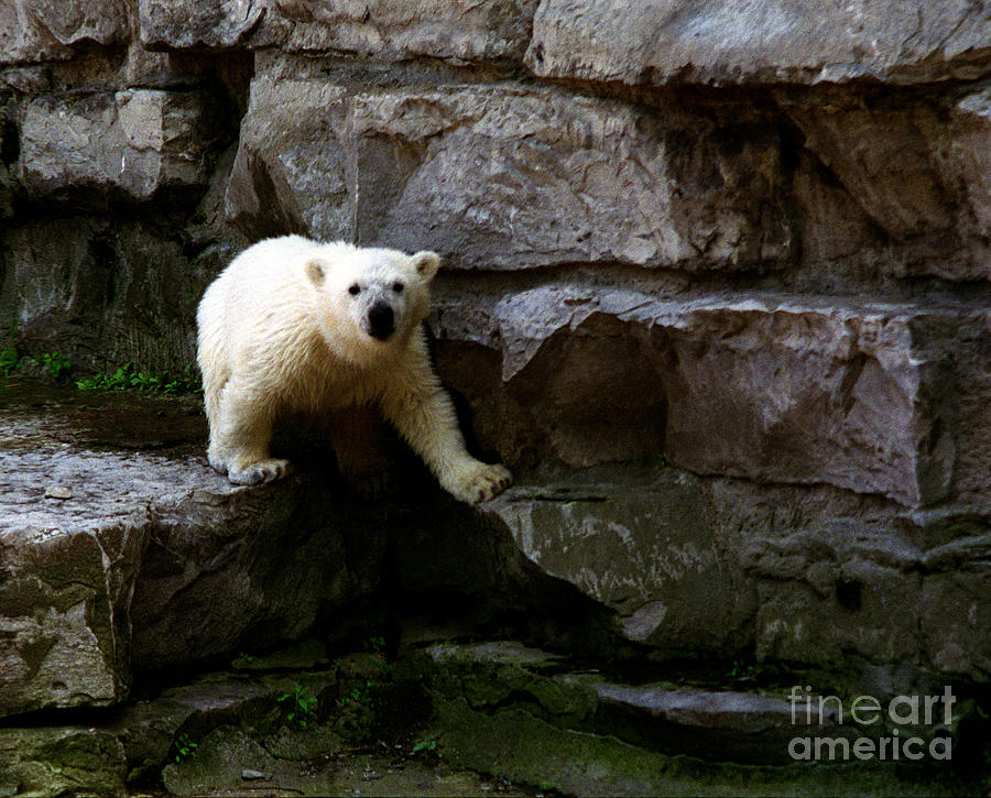 Polar Bear Cub Photograph by Tom Brickhouse
