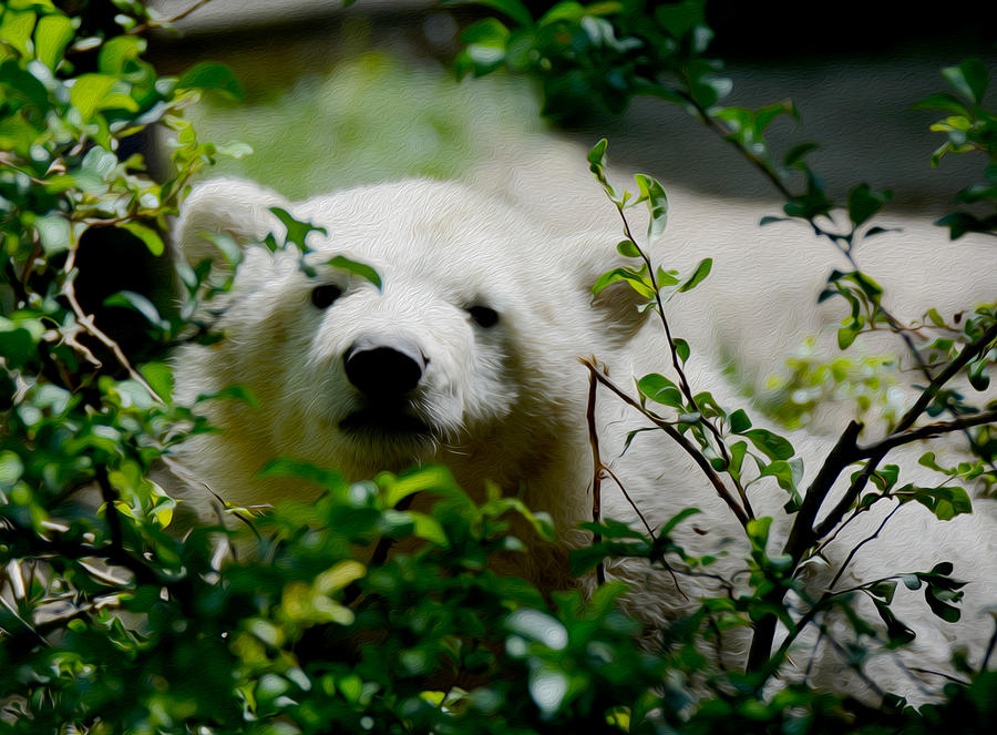 Bear Photograph - Polar Bear Cub by Tracy Winter
