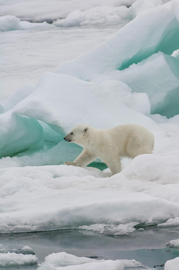 Polar Bear Cub Ursus Maritimus Photograph by Gabrielle Therin-weise