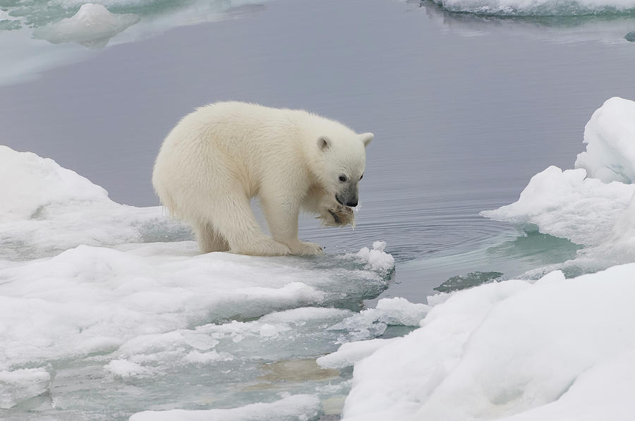 Polar Bear Cub Ursus Maritimus Playing Photograph by Gabrielle Therin-weise