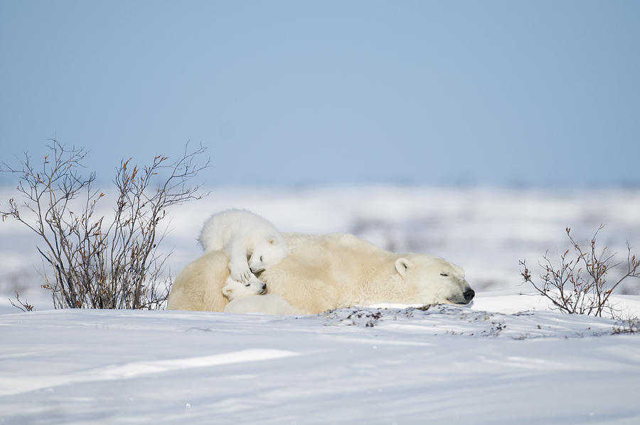 Polar bear cubs play on mothers back Photograph by Richard Berry