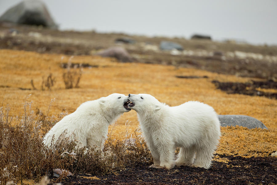 Polar Bear Cubs Playing By Hudson Bay Photograph by WorldFoto - Fine ...