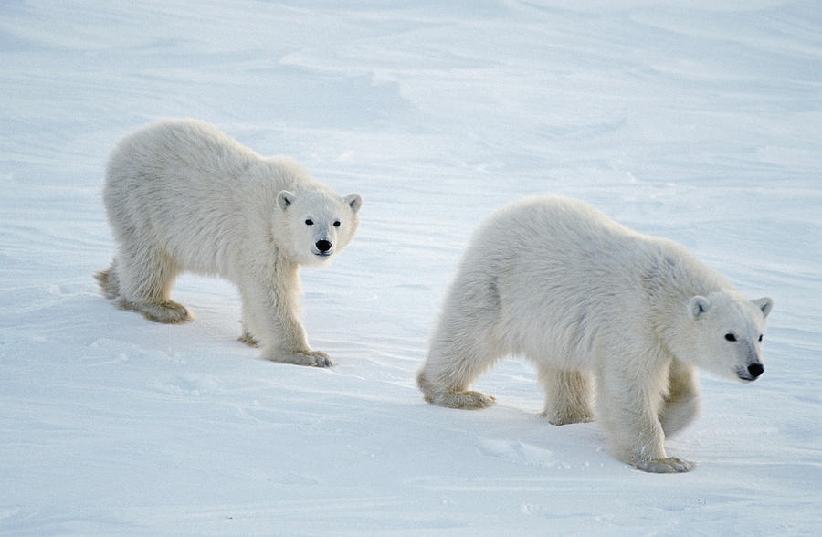 Polar Bear Cubs Walking On Snow Photograph by Thomas Sbamato