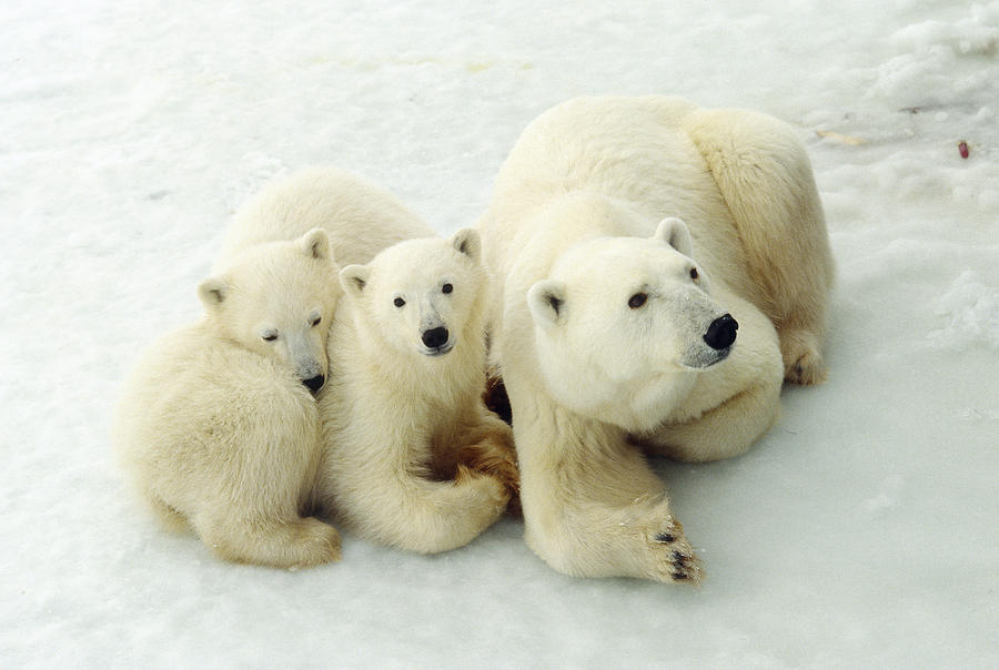 Polar Bear Cubs With Mother Photograph by Dan Guravich - Fine Art America