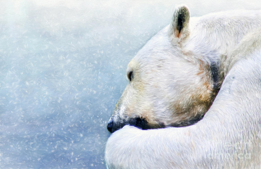 Polar Bear Photograph by Darren Fisher