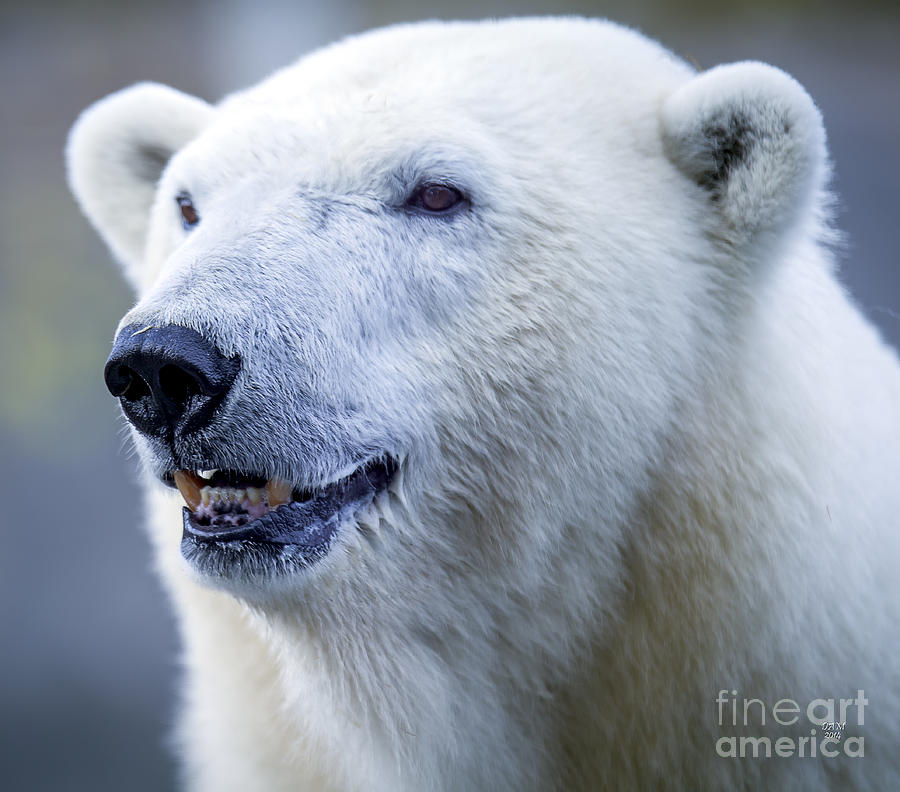 Polar Bear Photograph by David Millenheft