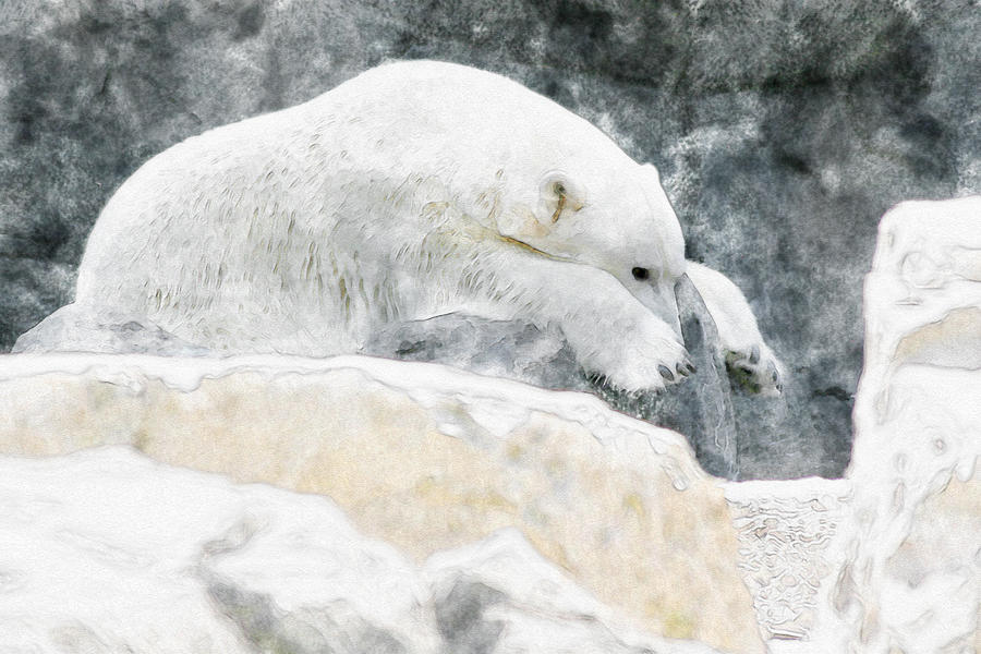 Polar Bear Photograph by David Stasiak