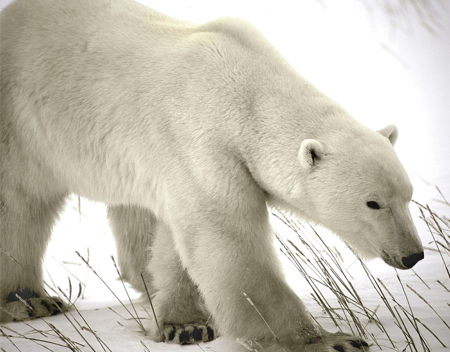 Nature Photograph - Polar Bear by David Woodfall Images/science Photo Library