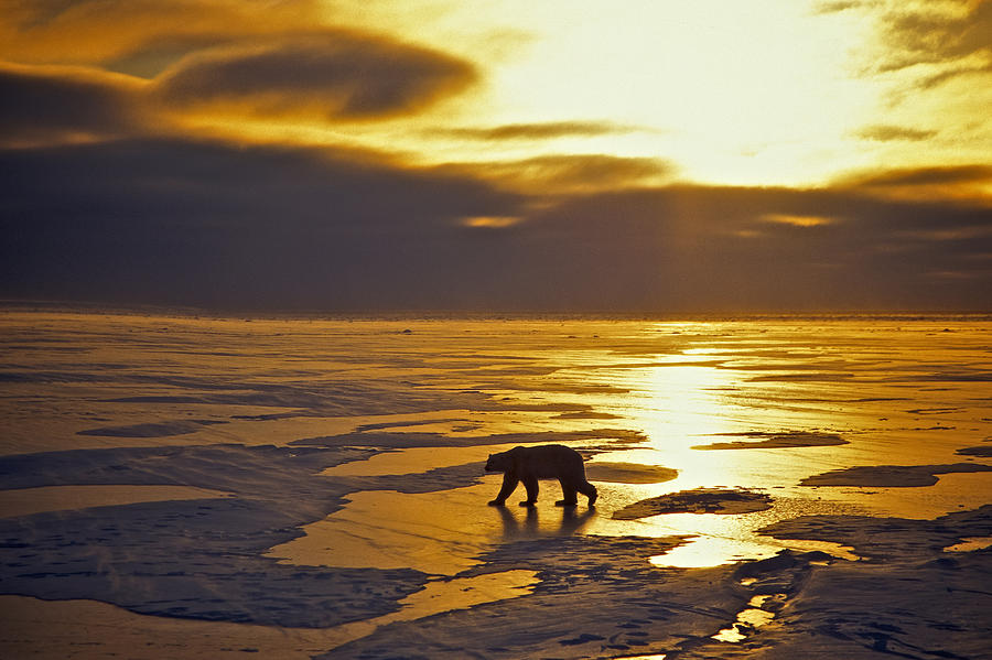 Polar Bear Dawn Photograph by Randy Green