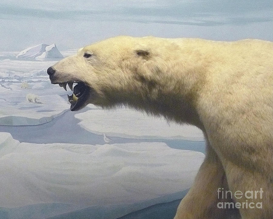 Nature Photograph - Polar Bear Diorama by Mary Ann Leitch