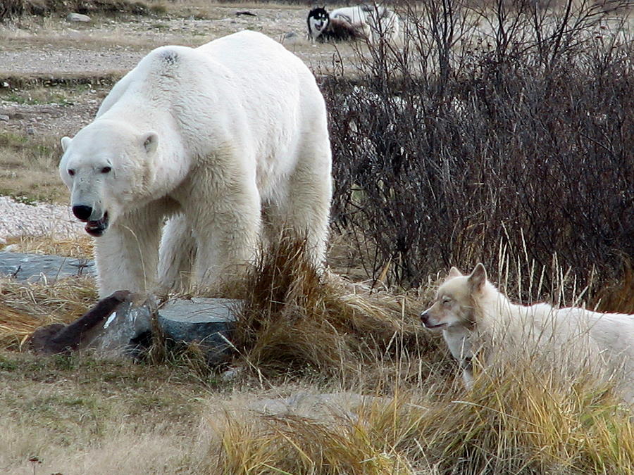 Polar Bear  Dog Photograph by David Matthews