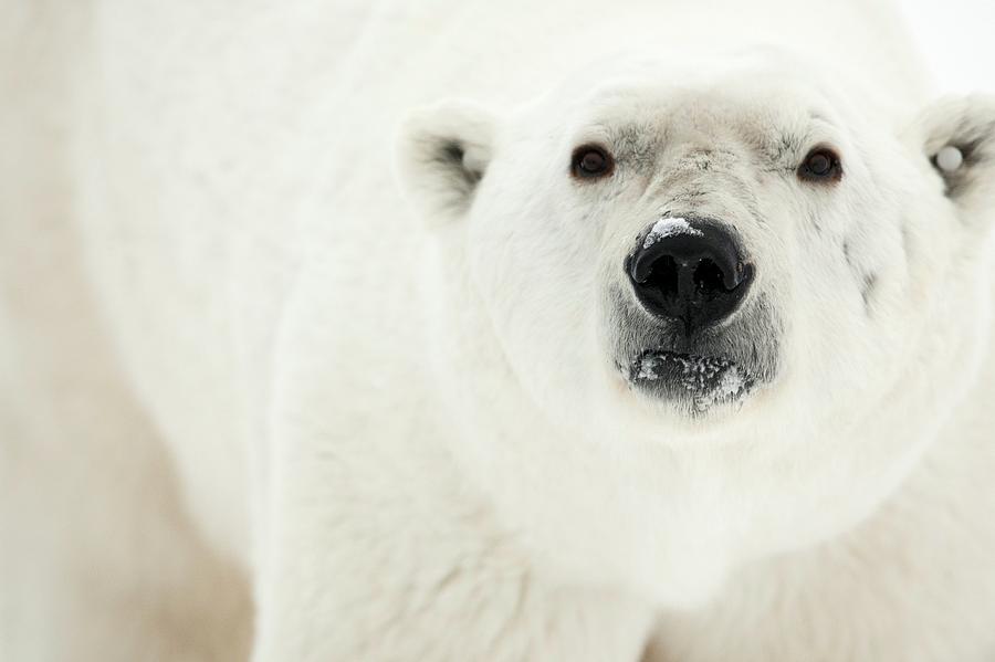 Nature Photograph - Polar Bear by Dr P. Marazzi/science Photo Library