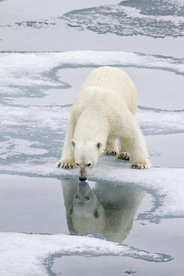 Polar Bear Drinking Spitzbergen Svalbard Photograph by Dickie Duckett