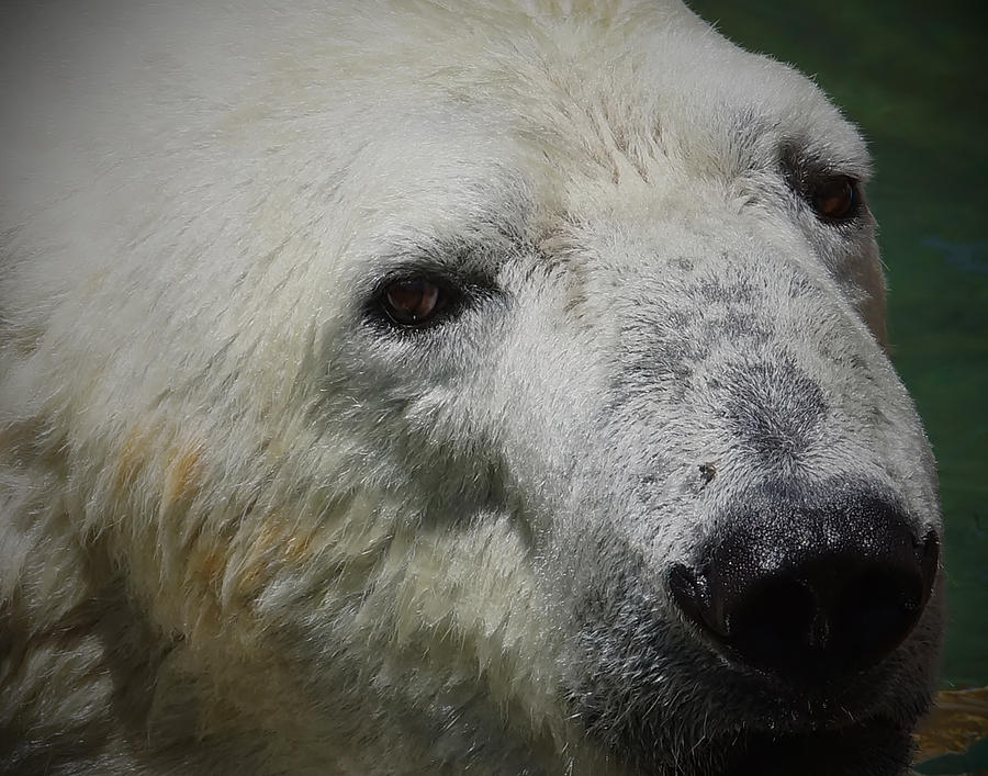 Polar Bear Photograph - Polar Bear by Ernest Echols