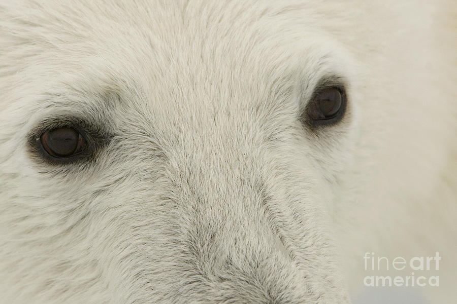 Polar Bear Eyes Photograph by John Shaw