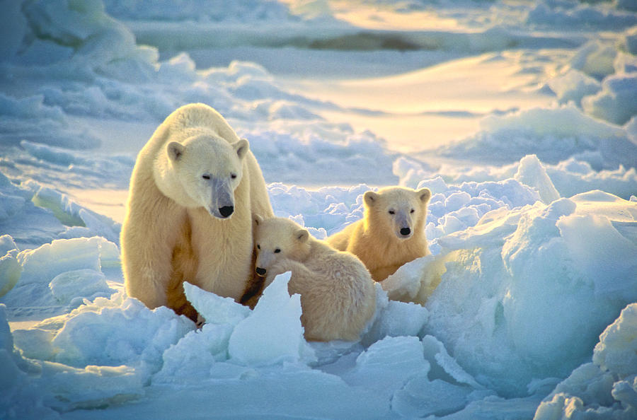Polar Bear Family in Daybed Photograph by Randy Green