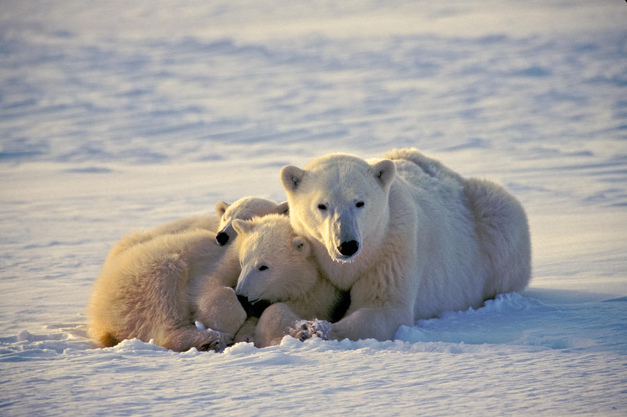 Polar Bear Family Nap Photograph by Randy Green